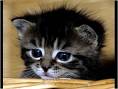 20061123172807-gatito7.jpg