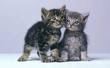 20061128175654-gatito8.jpg