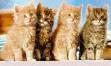 20061130172906-gatito9.jpg