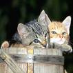 20061212124119-gatito11.jpg
