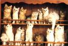 20061214171540-gatito10.jpg