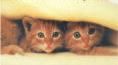 20070116123140-gatitos-30.jpg