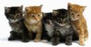 20070125115243-gatitos-36.jpg