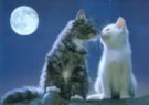 20070201184119-gatos-fin-de-blog.jpg